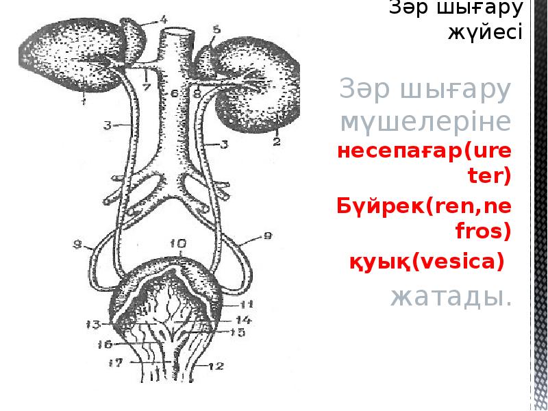 Балалардың зәр шығару жүйесі презентация