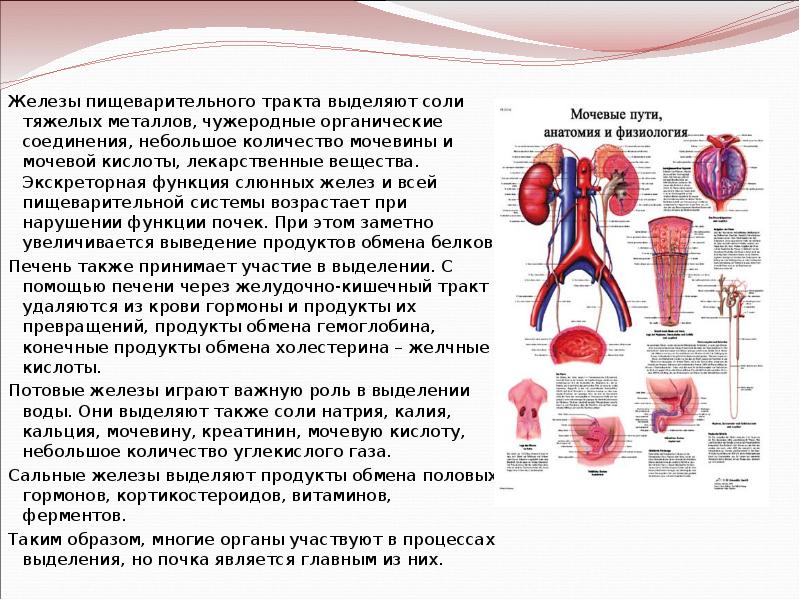 Презентация на тему мочевыделительная система