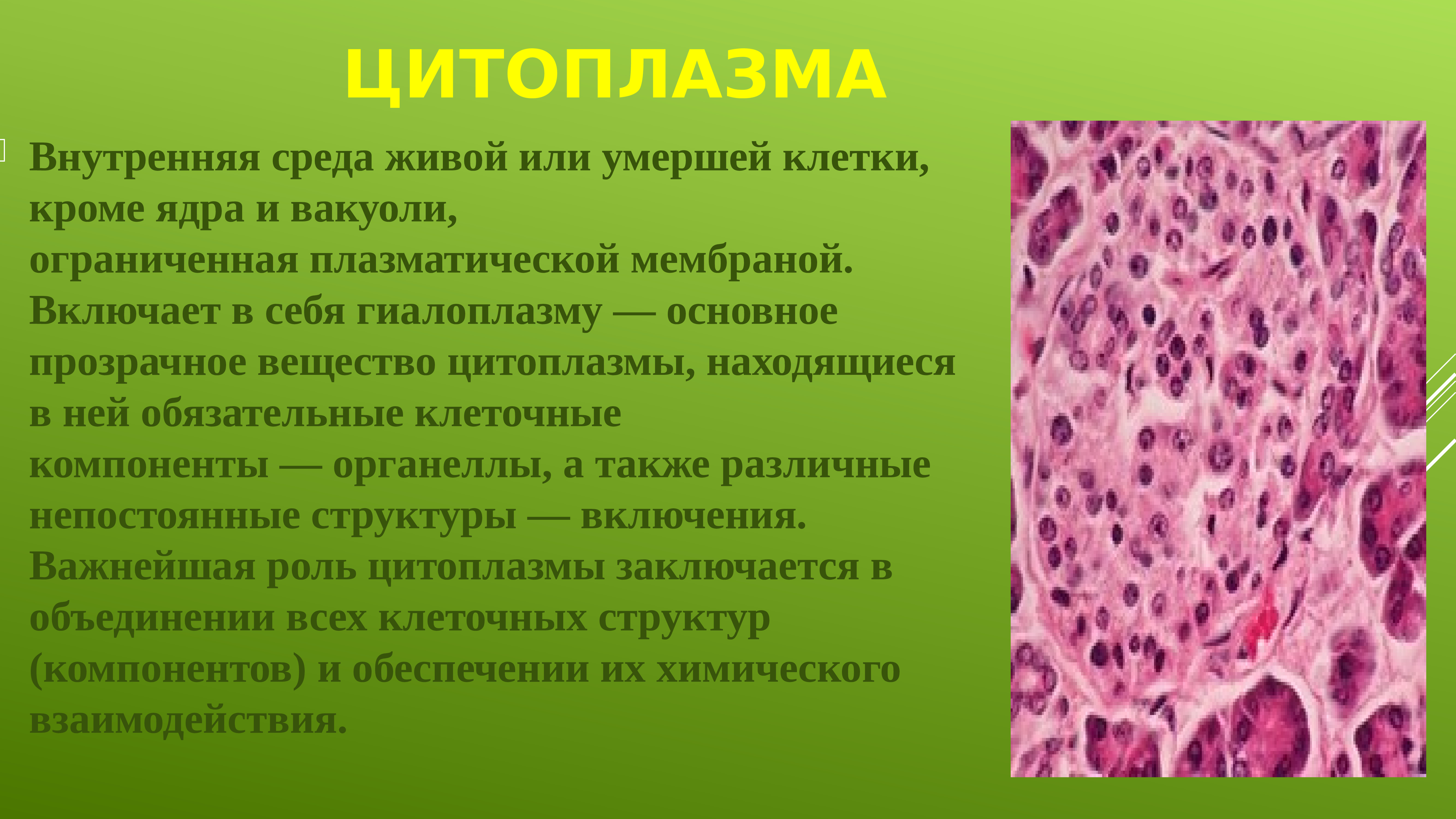 Постоянные структурные компоненты цитоплазмы носят название. Гиалоплазма это гистология. Структура цитоплазмы. Цитоплазма гистология. Строение цитоплазмы.