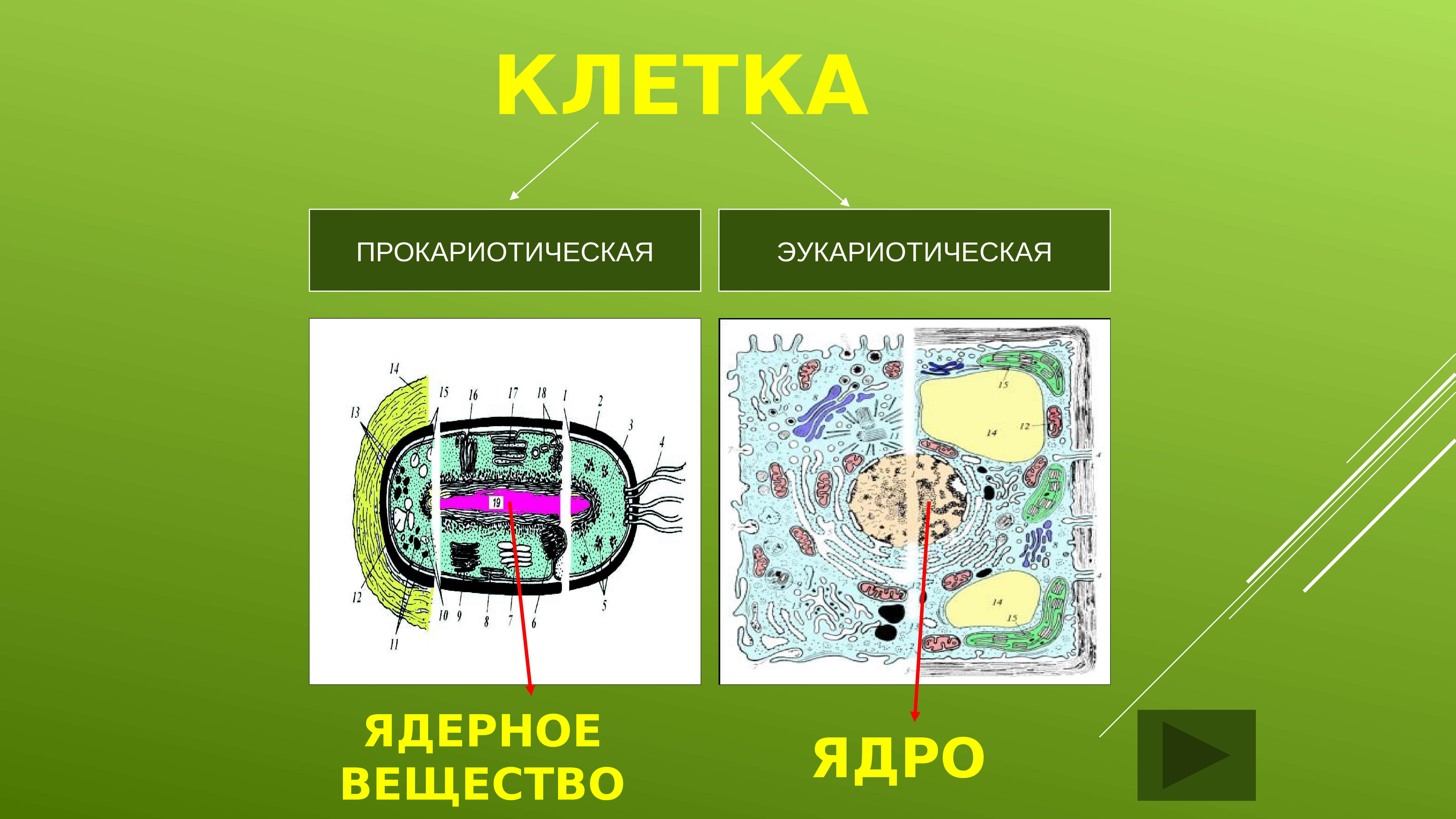 Общий план строения прокариотической и эукариотической клетки