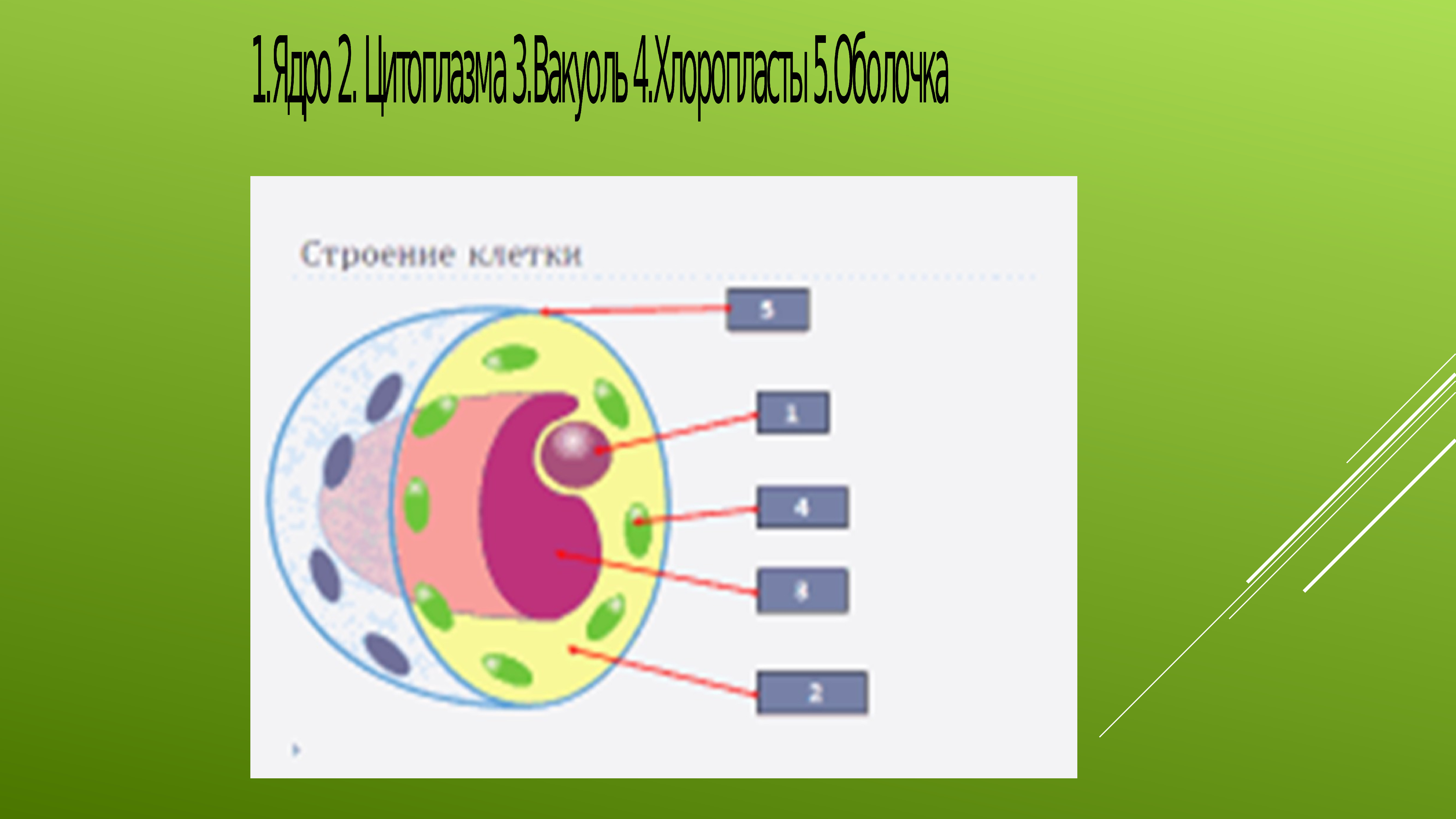 Какая из перечисленных клеточных структур. Стенд строение растительной клетки. Строение клетки хамелеона. Фиксики строение клетки.