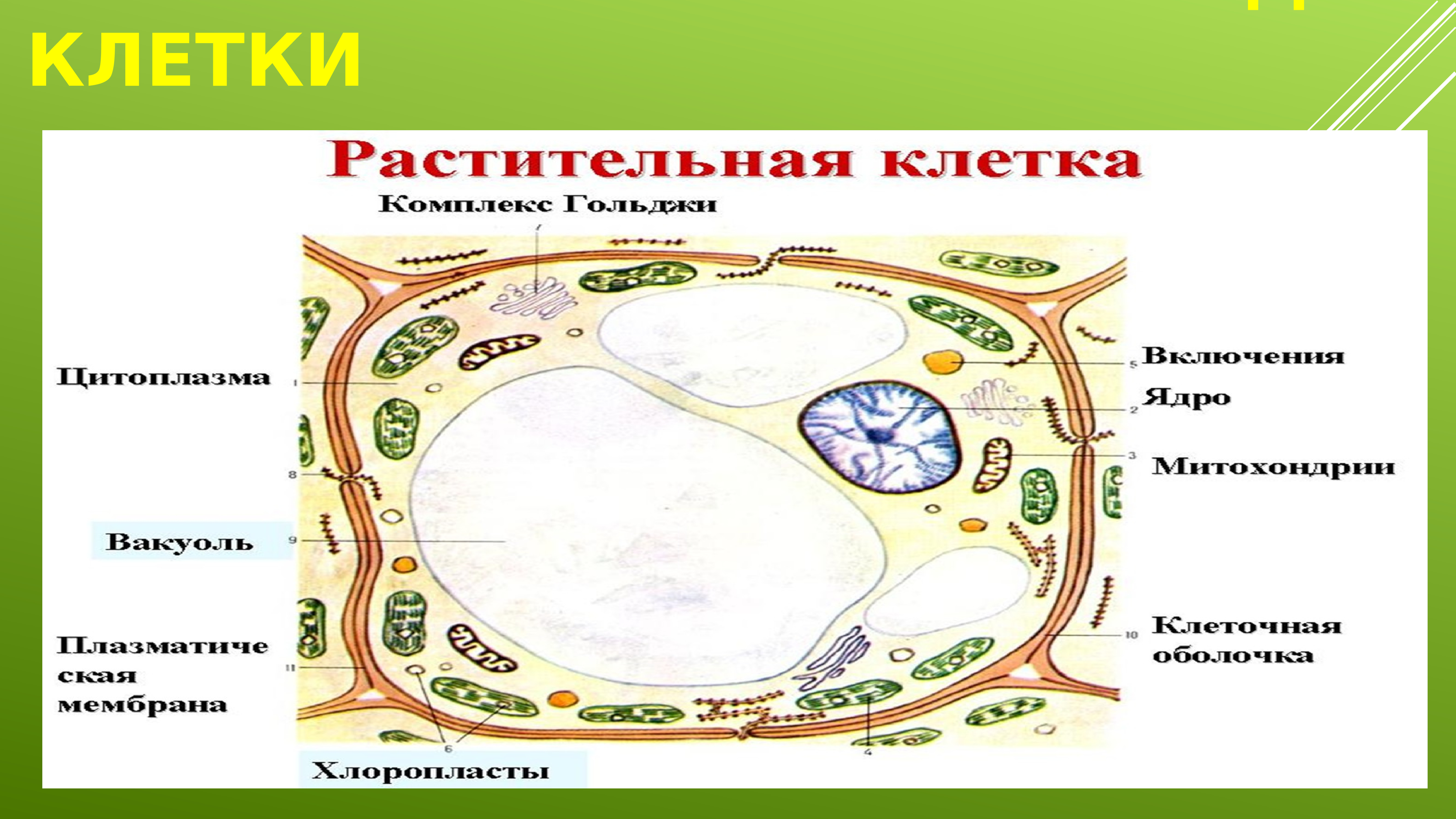 Перечислите клетки. Схема строения растительной клетки 5 класс биология. Рисунок растительной клетки в виде города-полисы. Какая структура в клетке делится в первую очередь. Что такое строение клетки готовый решения конспект.