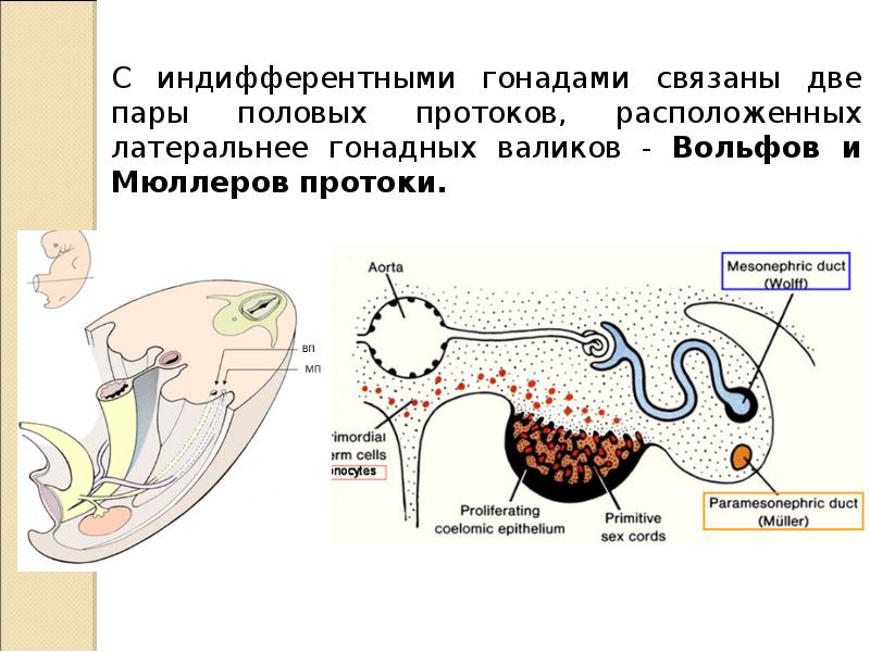 Схема формирование гонадного пола