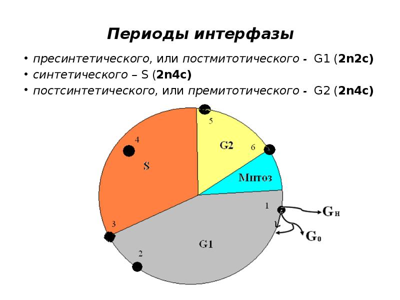 Периоды интерфазы. Процессы в g1 периоде интерфазы. Пресинтетический период интерфазы процессы. G1 период интерфазы. G 1 постмитотический период.