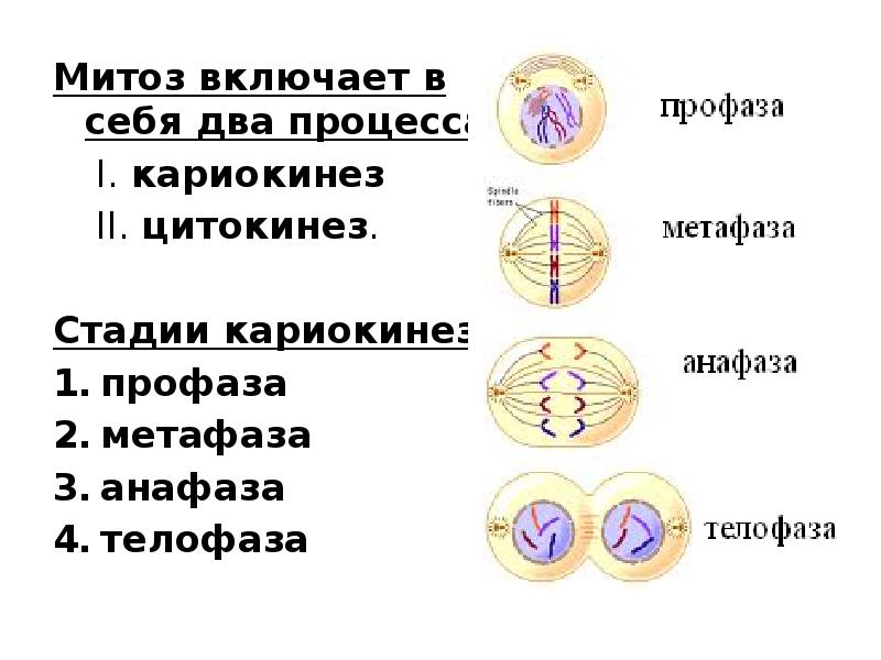 Фазы митоза профаза метафаза анафаза телофаза. Митоз интерфаза таблица. Интерфаза профаза метафаза анафаза. Интерфаза профаза метафаза анафаза телофаза цитокинез. Интерфаза митоза.