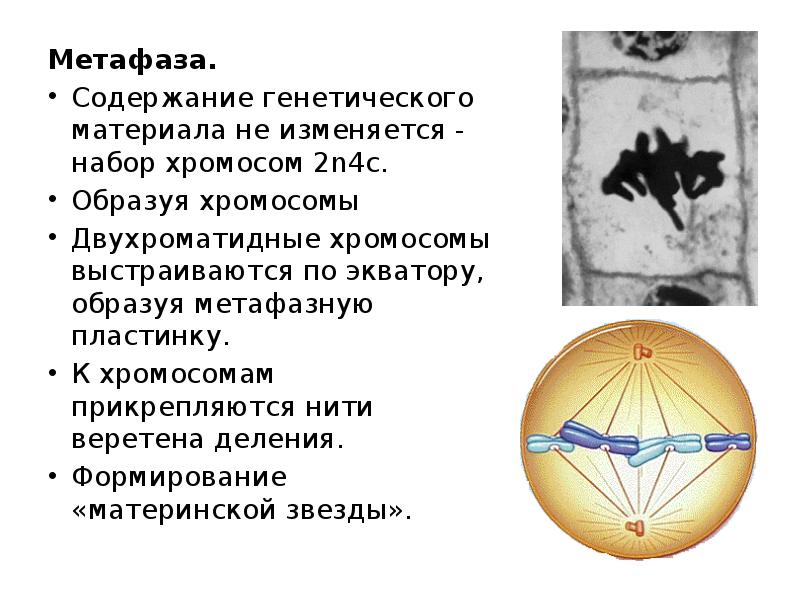 Формирование веретена деления. Веретено деления метафаза 2. Метафаза материнская звезда. Метафаза 2 набор хромосом. Характеристика метафазы.