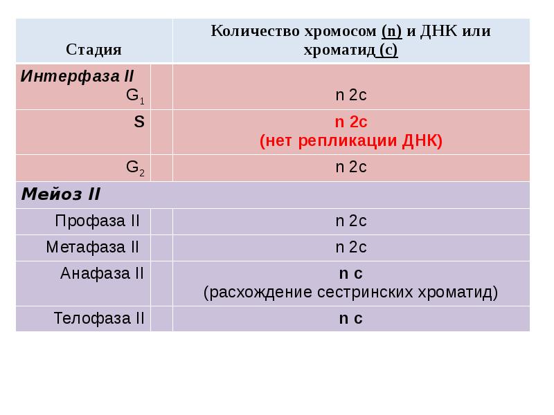 Число молекул днк. Количество хромосом в интерфазе. Интерфаза колличество Хромос. Количество ДНК В клетке. Интерфаза количество хромосом и ДНК.