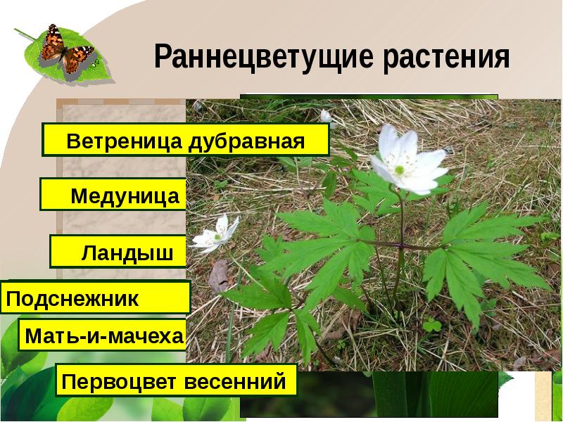 Проект раннецветущие растения