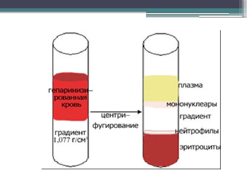 Регенеративная медицина презентация