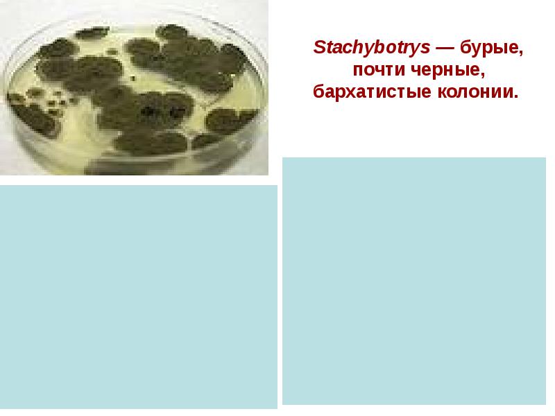 Микотоксикозы презентация микробиология