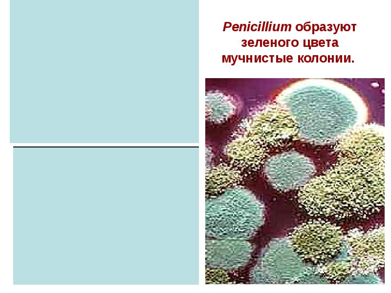 Микотоксикозы микробиология. Возбудители микотоксикозов. Возбудители грибковых инфекций. Микробиологическая диагностика микотоксикозов.