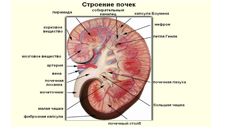 Схема почки человека