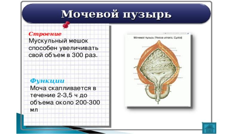 Презентация мочеполовая система человека