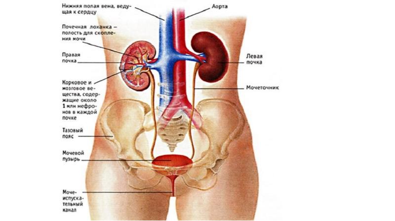 Мочеполовая система человека презентация