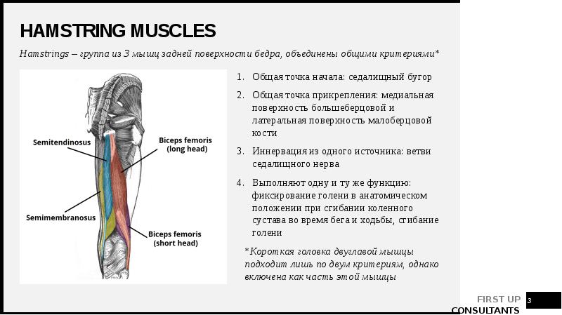Hamstring muscles
Hamstrings – группа из 3 мышц задней поверхности бедра, Hamstring muscles
Hamstrings – группа из 3 мышц задней поверхности бедра,