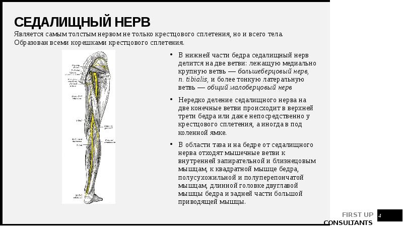 Седалищный нерв
Является самым толстым нервом не только крестцового сплетения, но Седалищный нерв
Является самым толстым нервом не только крестцового сплетения, но