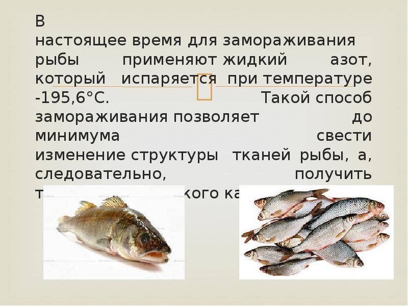 Рыба после заморозки. Методы заморозки рыбы. Назовите способы замораживания рыбы. Описать способы замораживания рыбы. Способы замораживания охлажденной и мороженой рыбы..