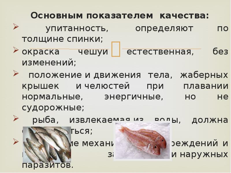 Рыбы сроки. Ассортимент рыбы и рыбных продуктов. Классификация и ассортимент рыбы. Ассортимент и характеристика рыбы. Характеристика рыбных продуктов.