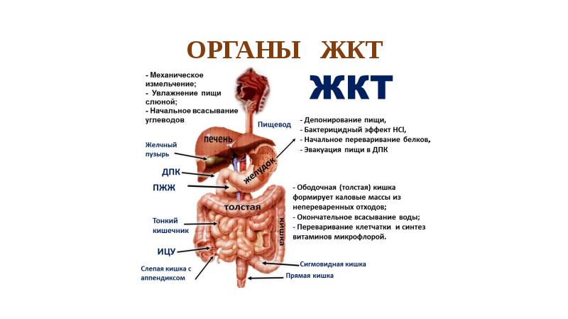 Фото желудочно кишечного тракта человека с надписями