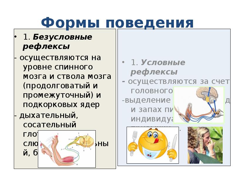 Общие представления о поведении и психике человека презентация