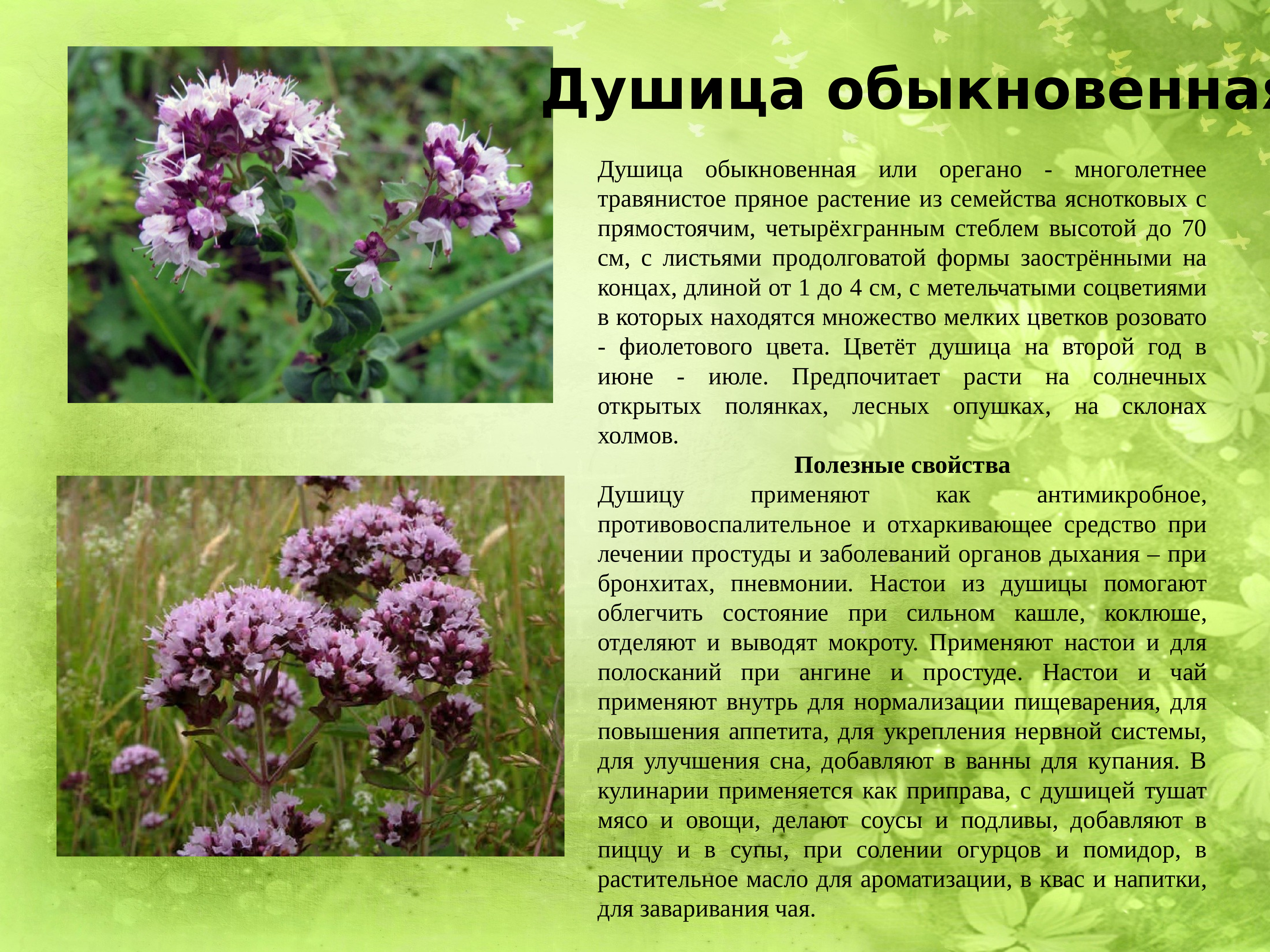 Лекарственные растения Мордовии описание