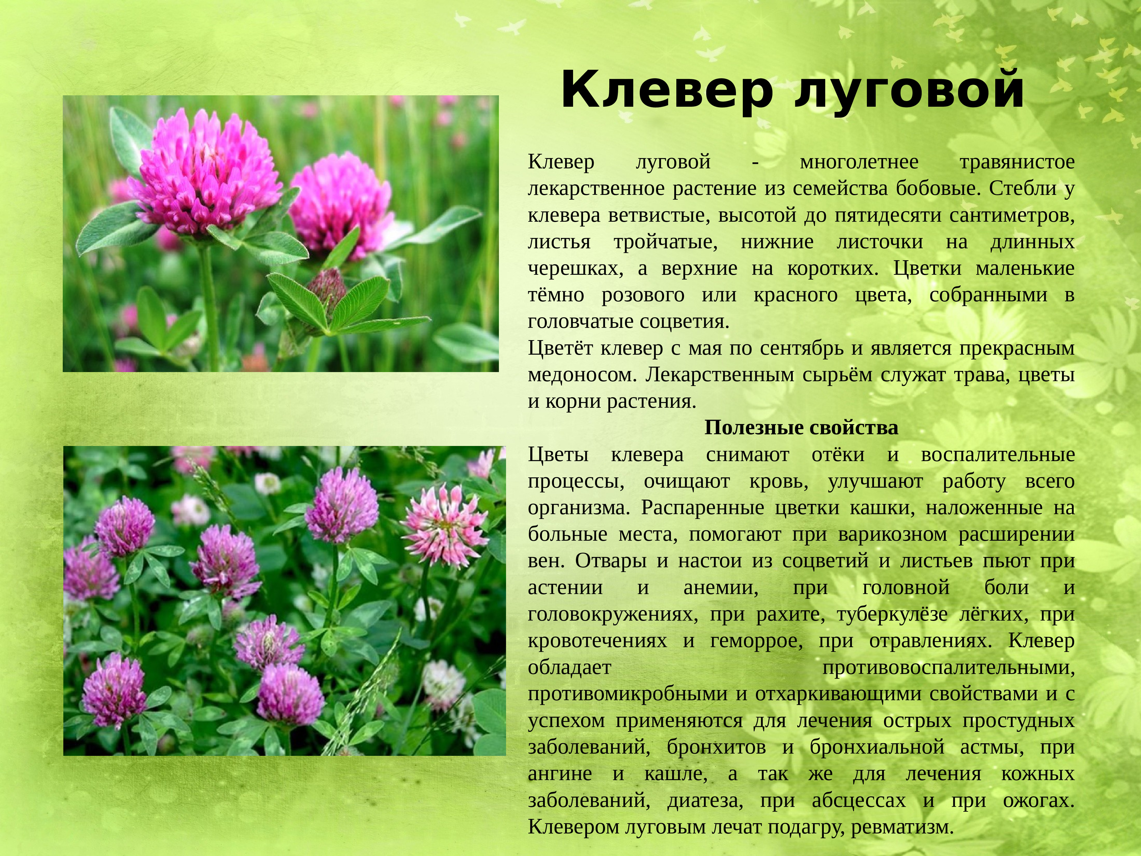 Лекарственные растения Кузбасса