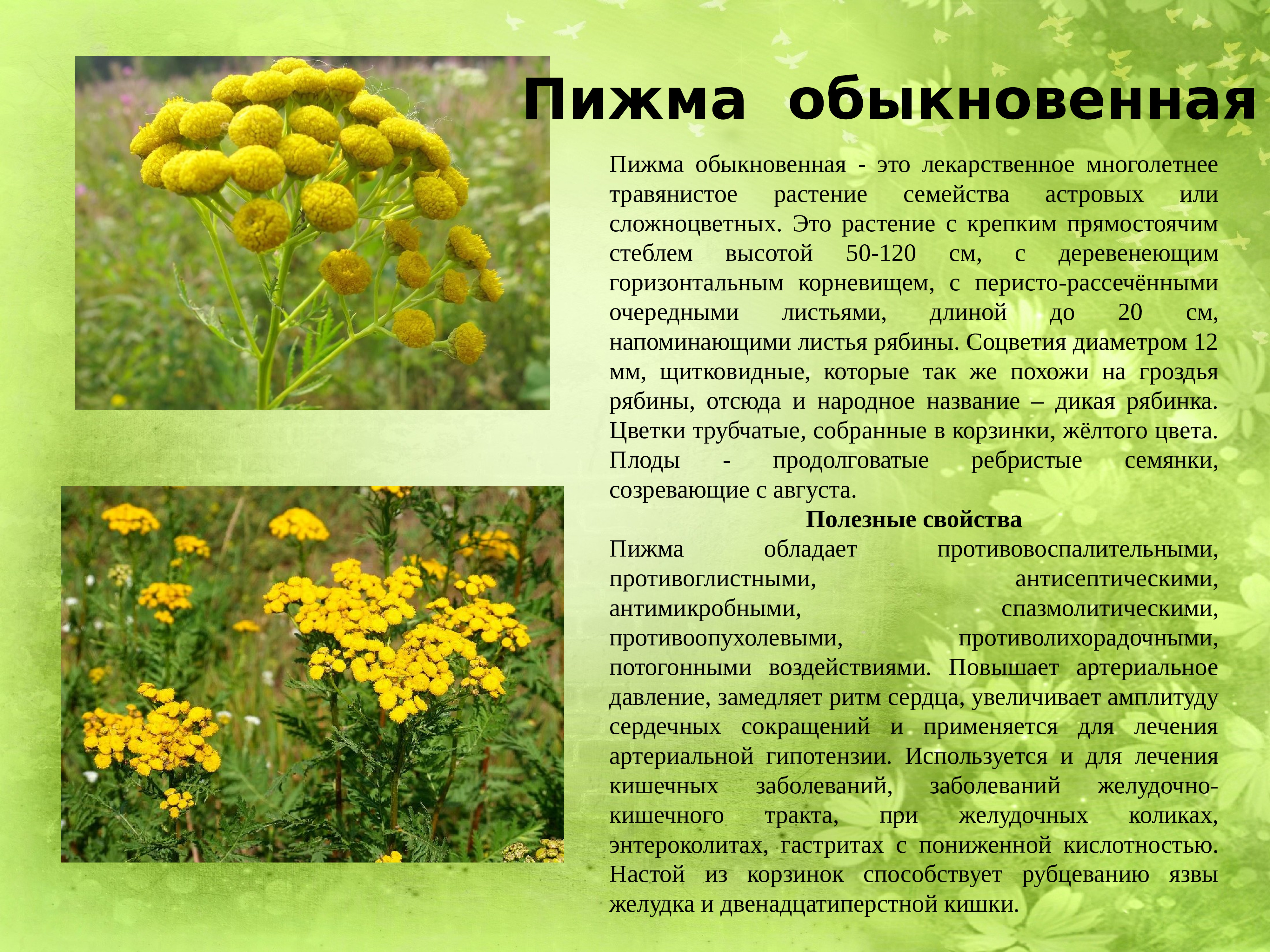 Лекарственные растения Казахстана презентация
