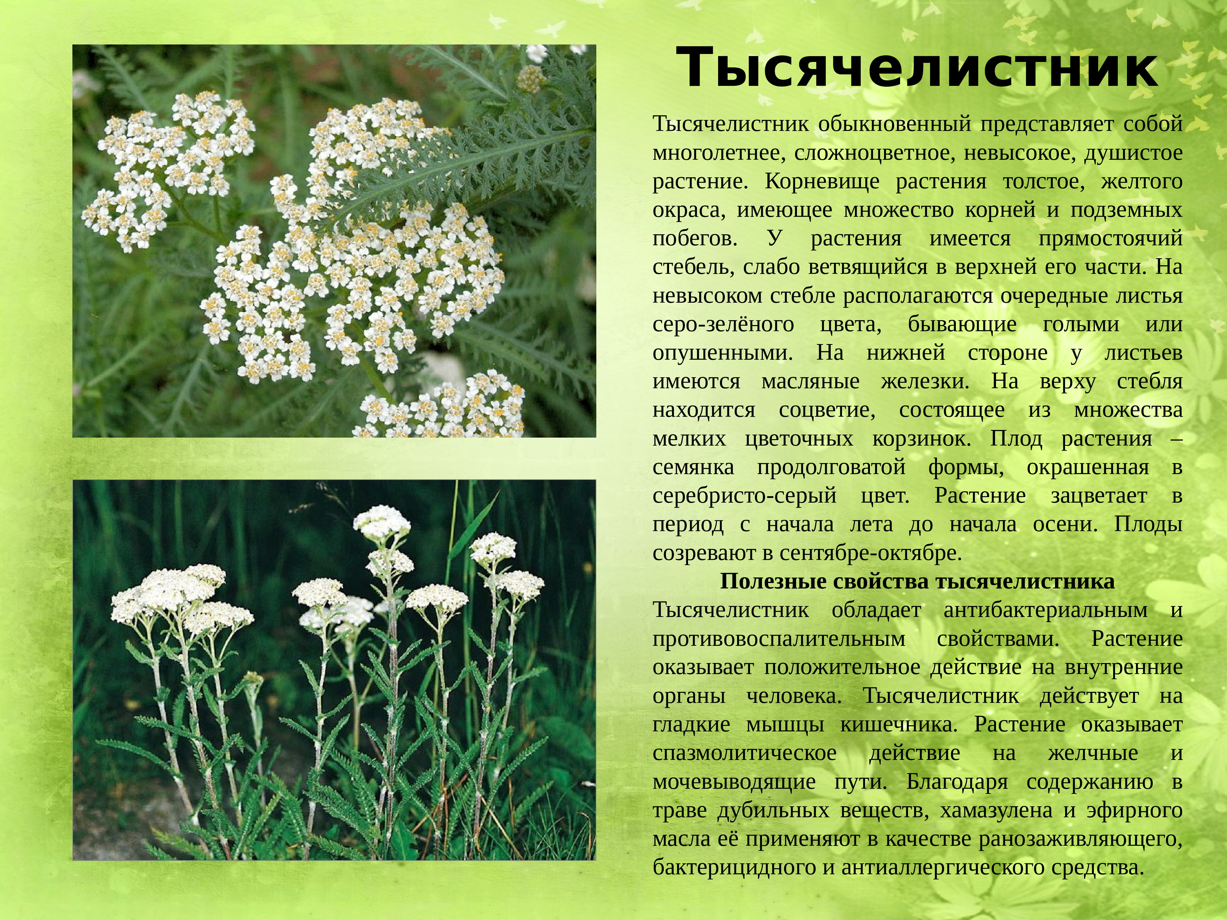 Лекарственные растения Башкортостана тысячелистник