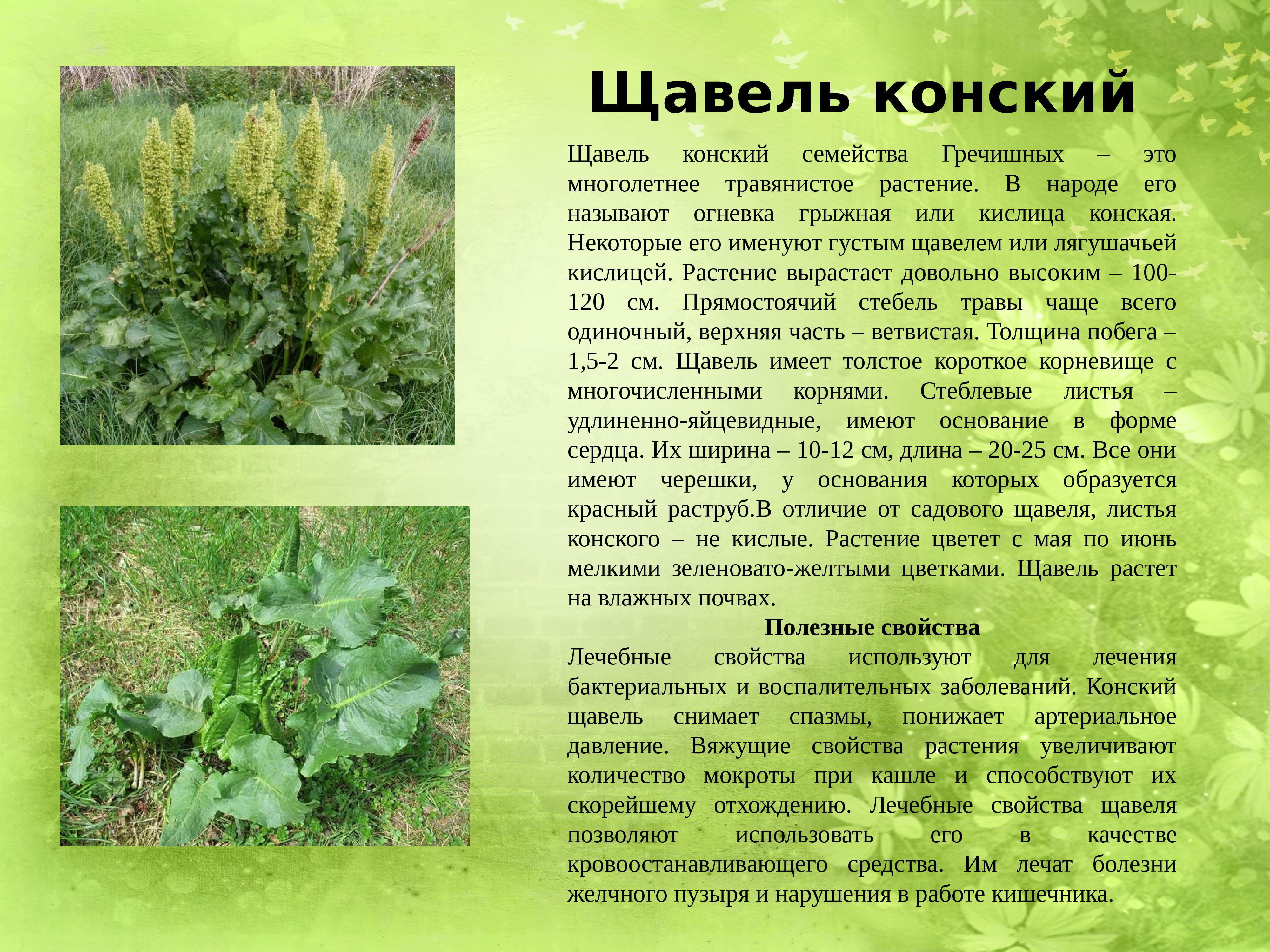 Описание лекарственных растений Донбасса