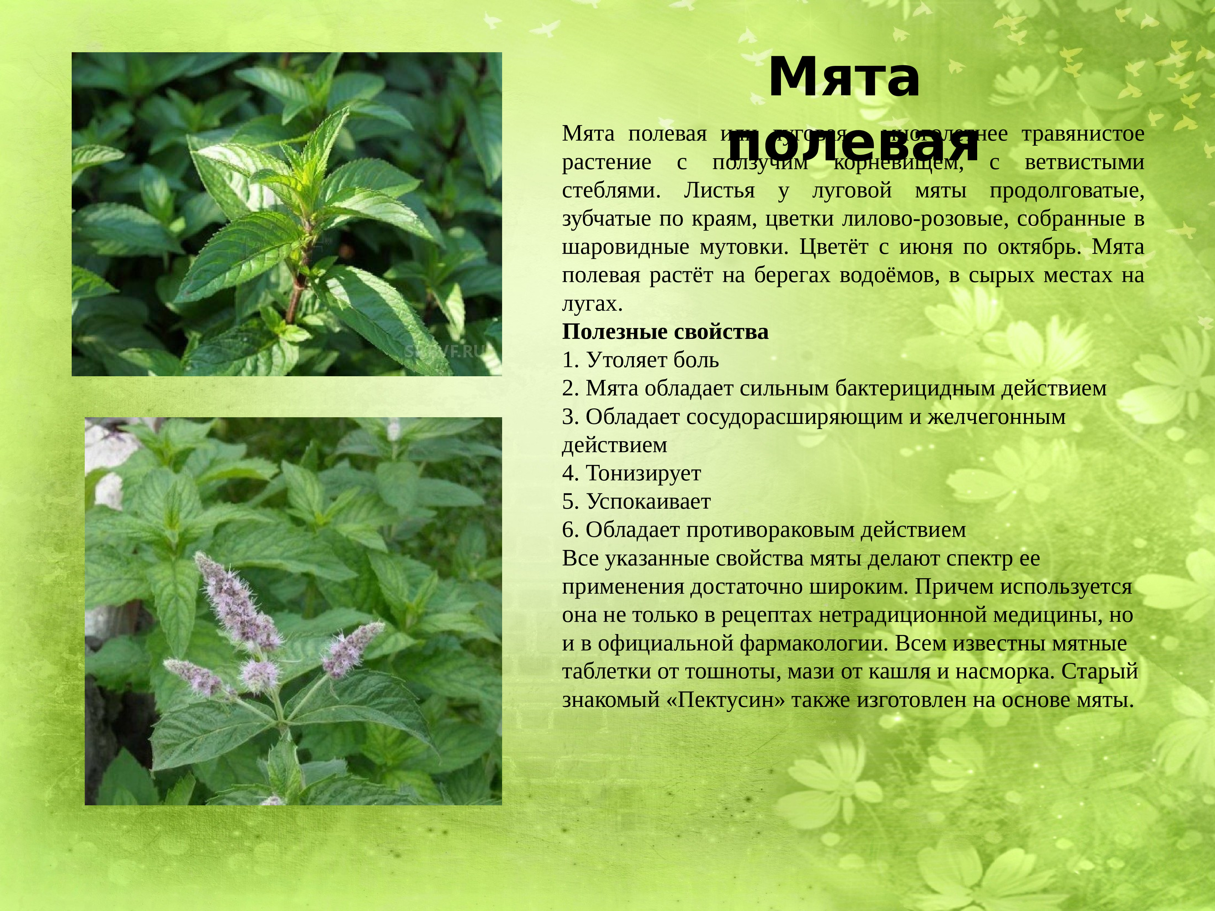 3 Лекарственные растения ДНР