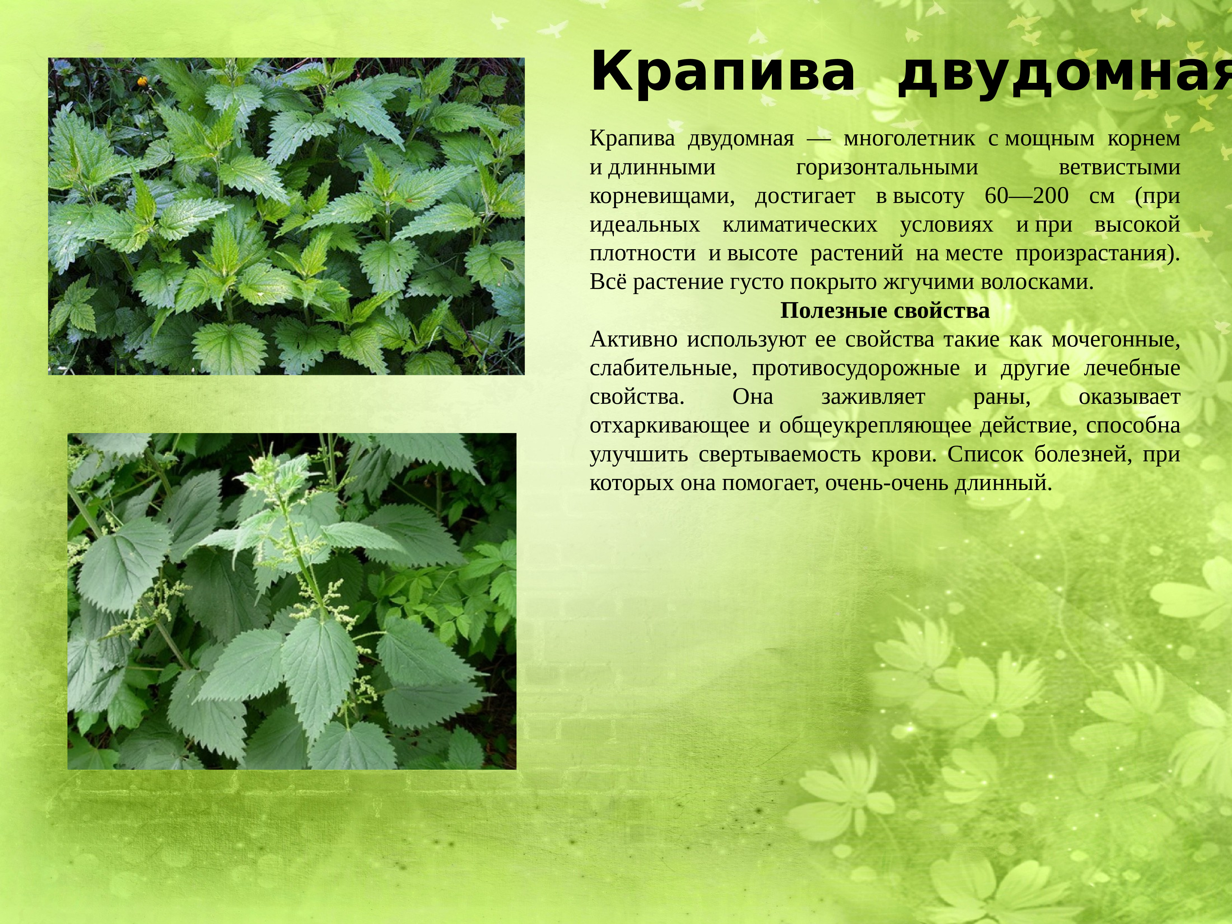 Лекарственные растения Луганщины