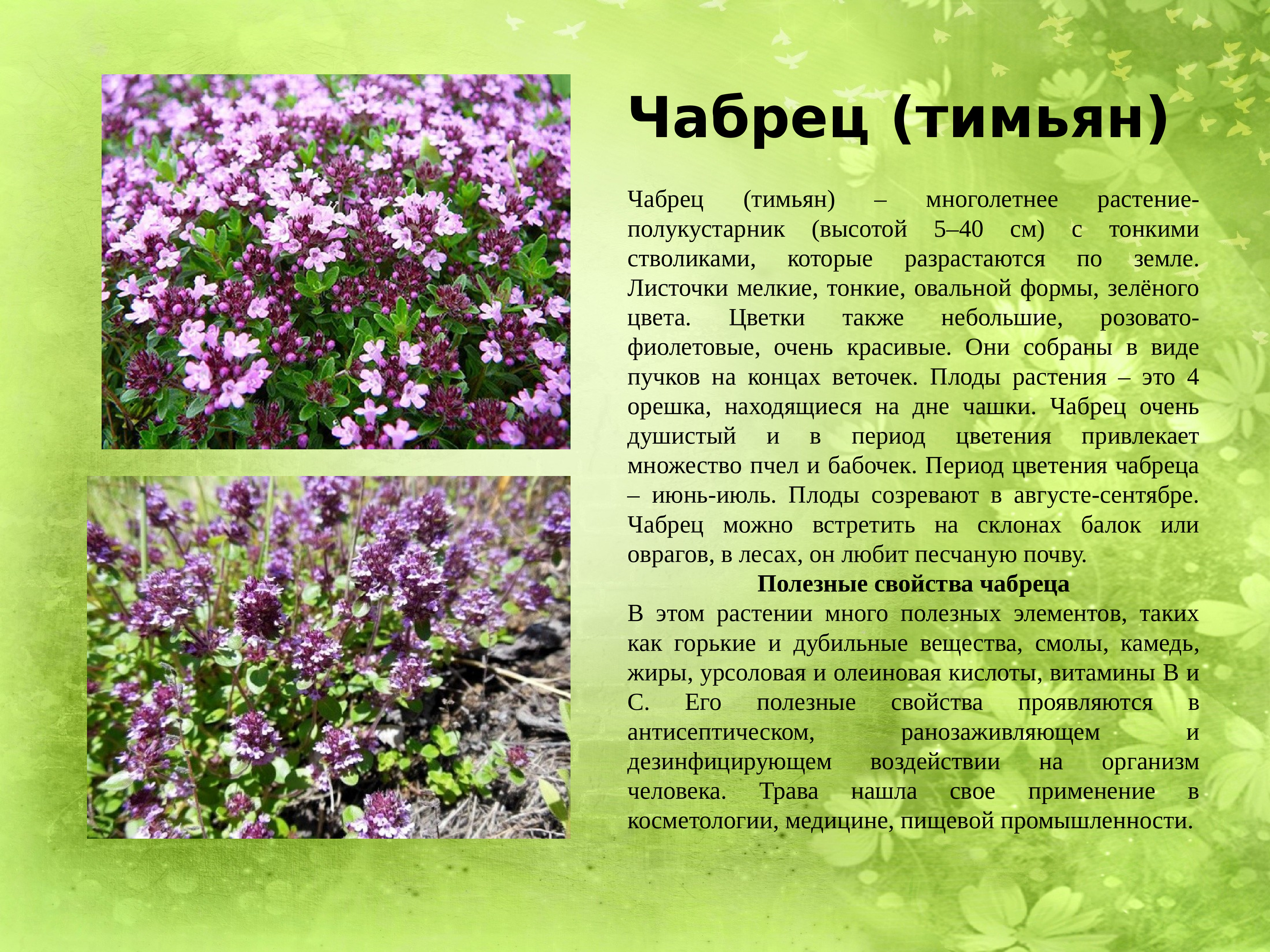 Растения Донбасса