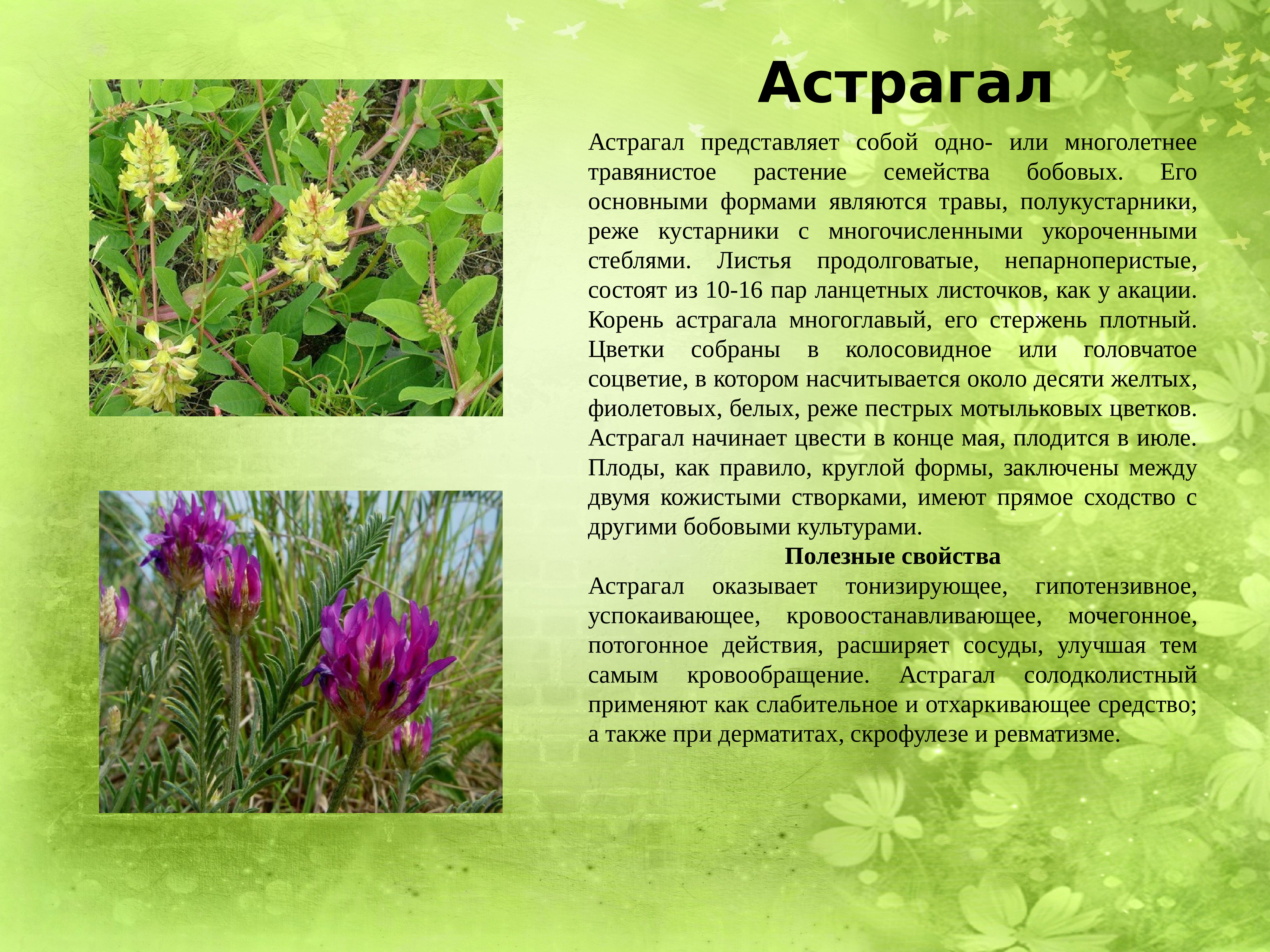 Лекарственные растения Донбасса