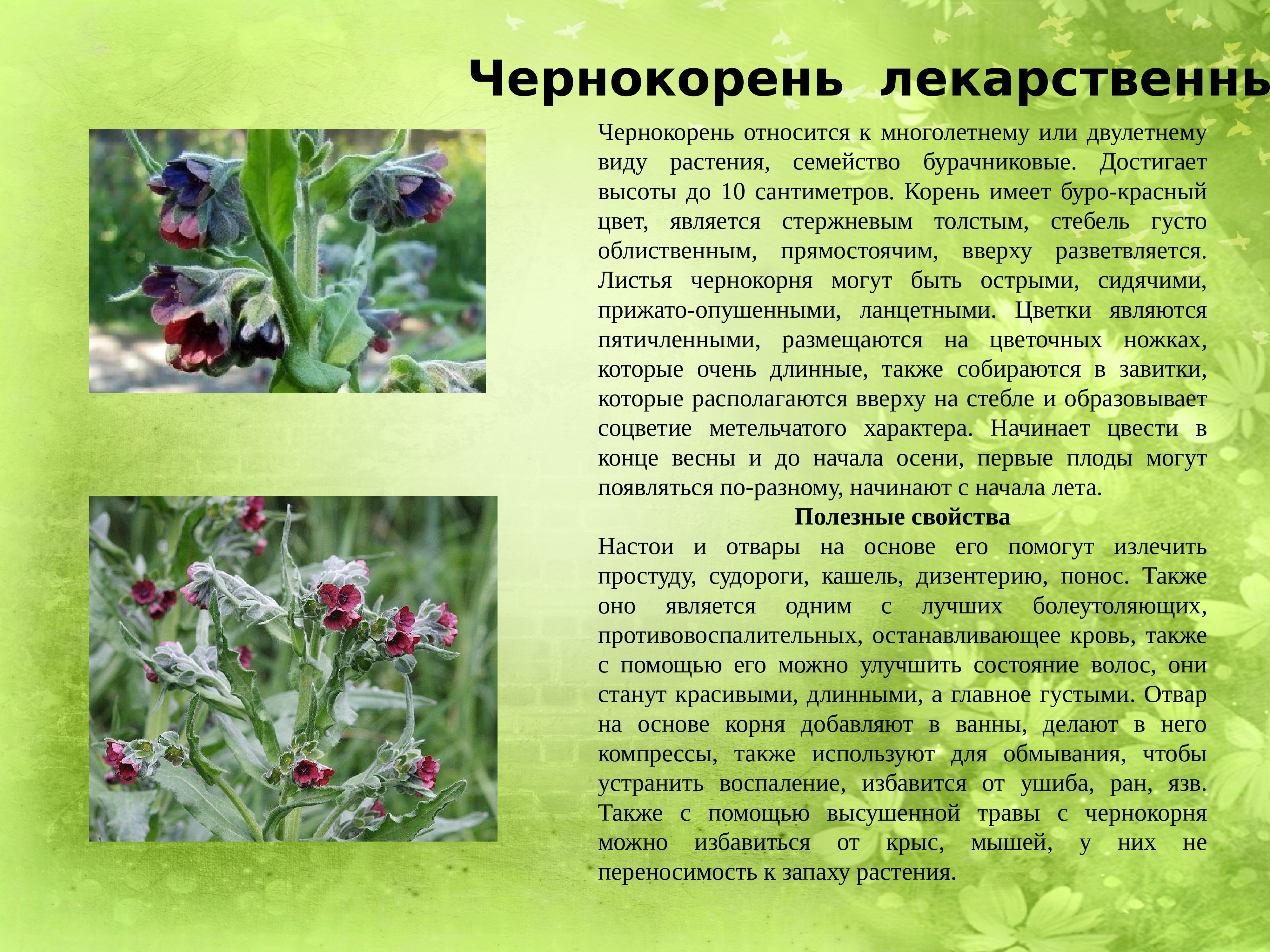 Традиционных лекарственных растениях Донецкой области презентация
