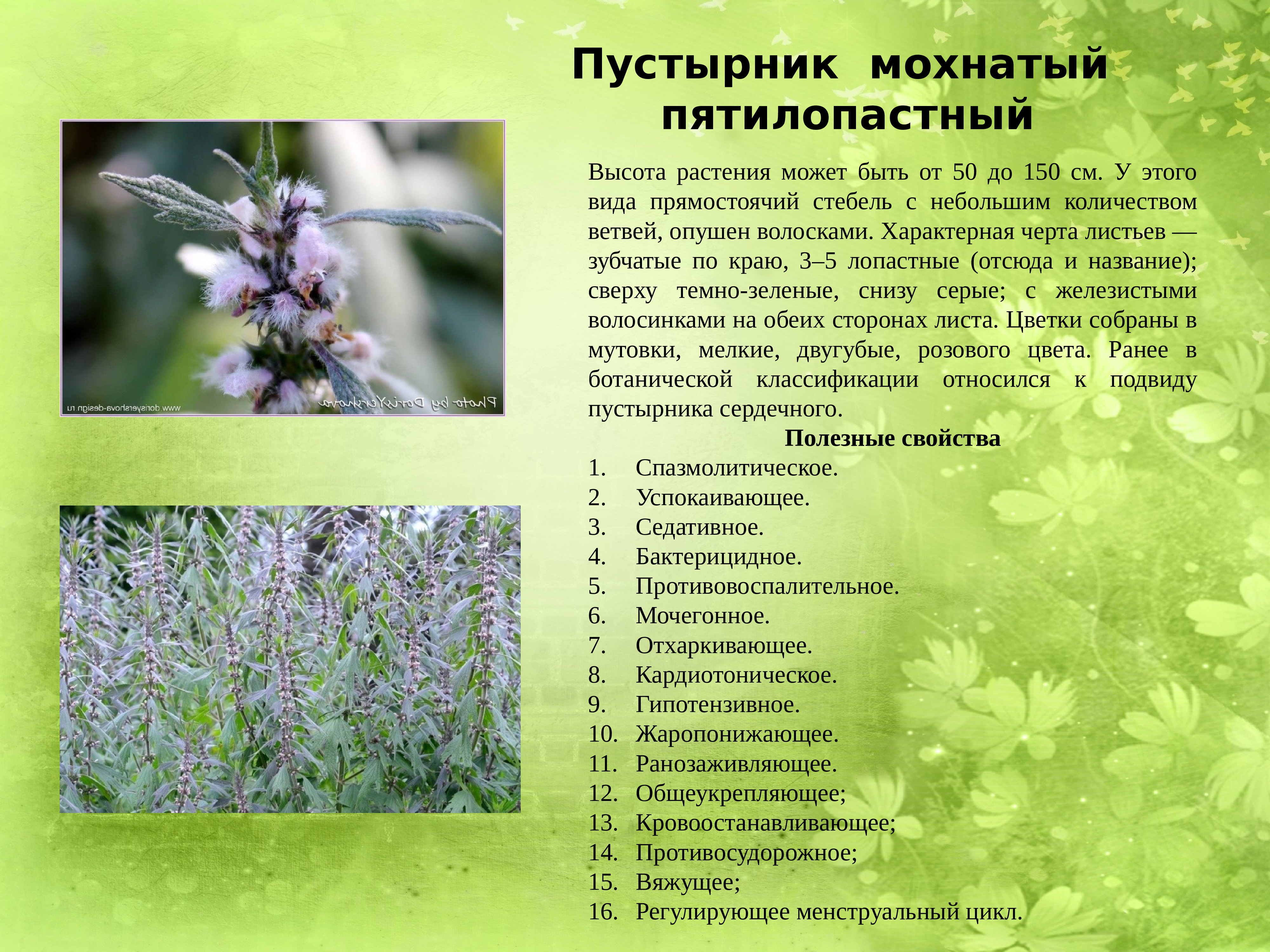 лечебные травы в казахстане