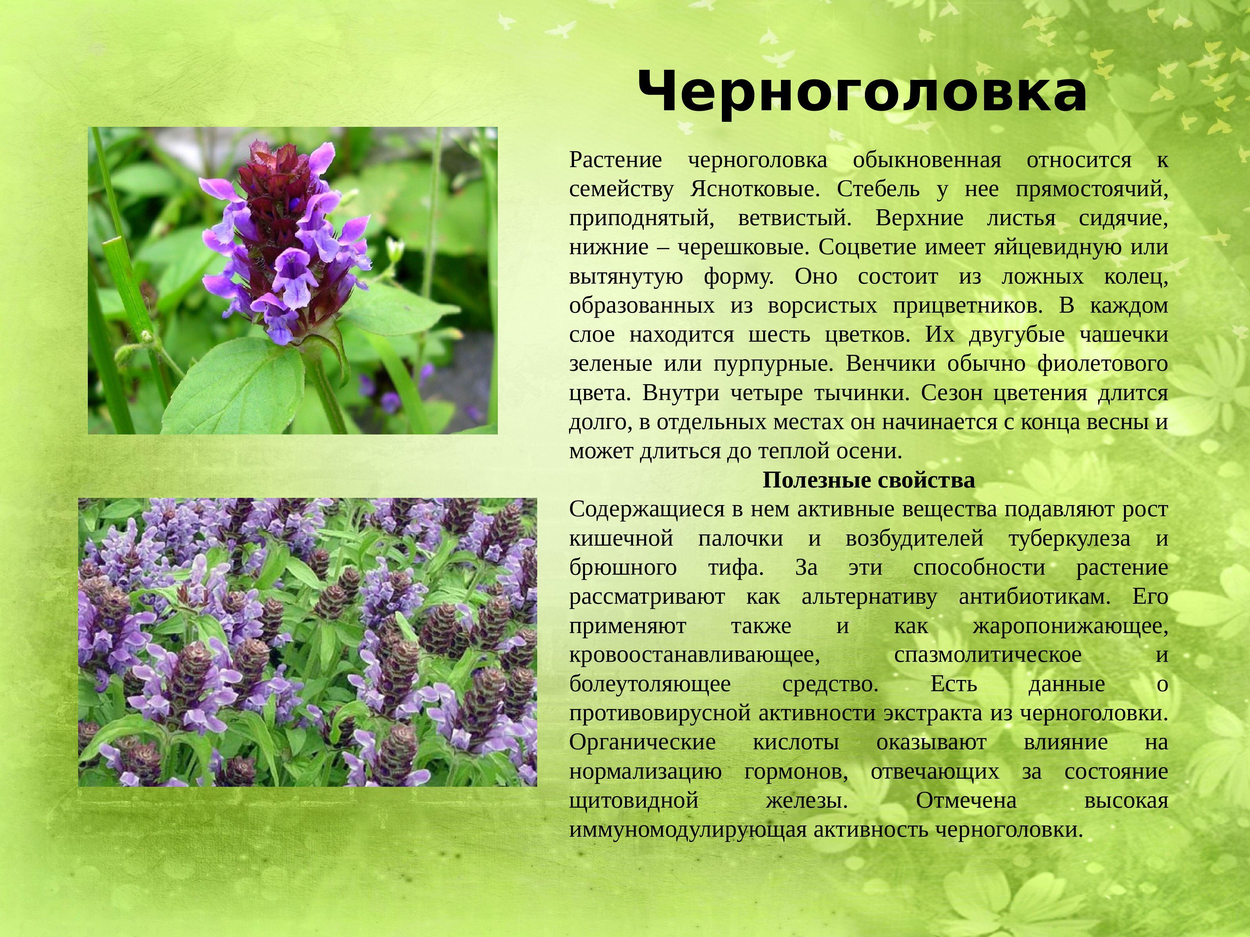 Лечебные травы россии с фото и описанием