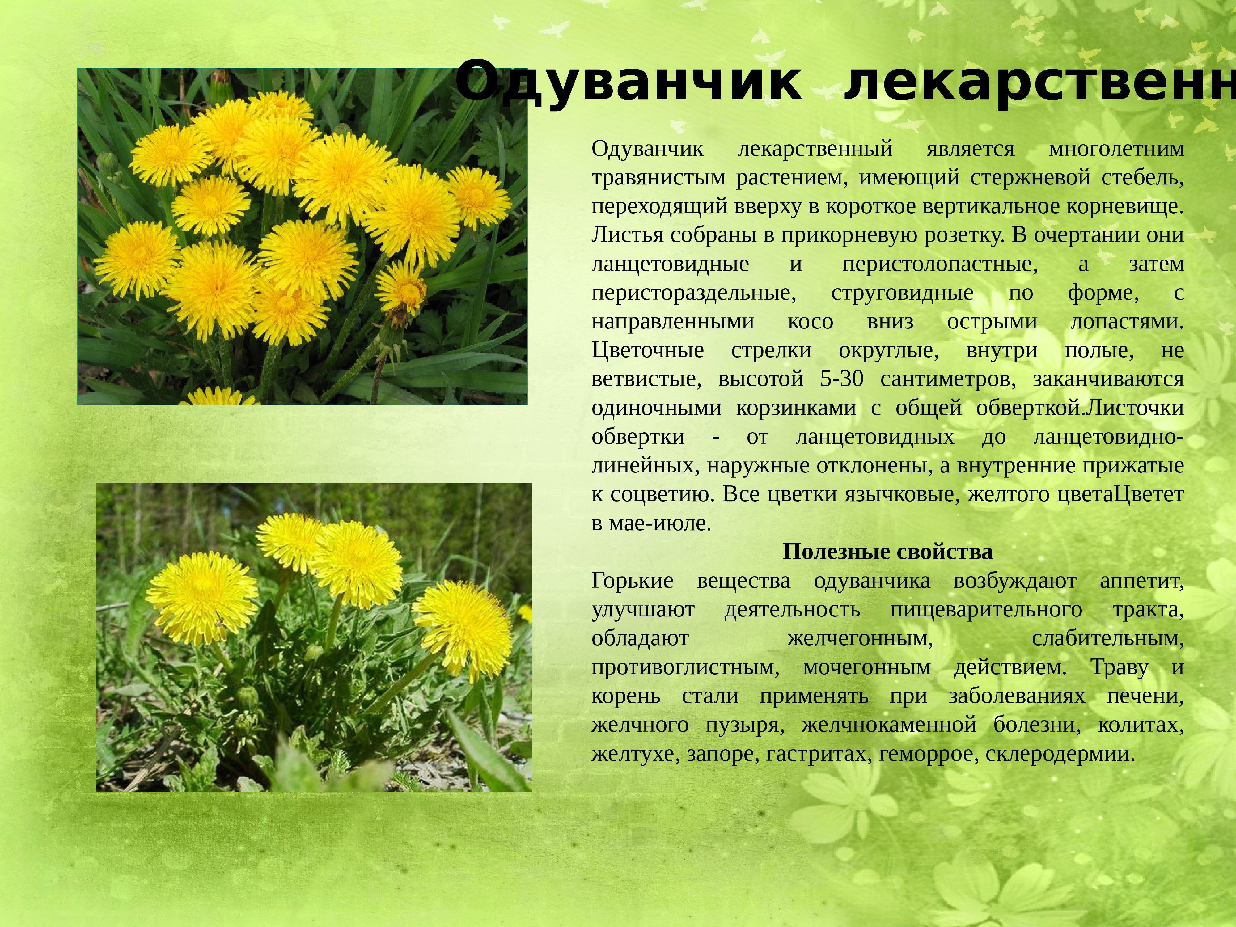 Лекарственные растения картинки для презентации