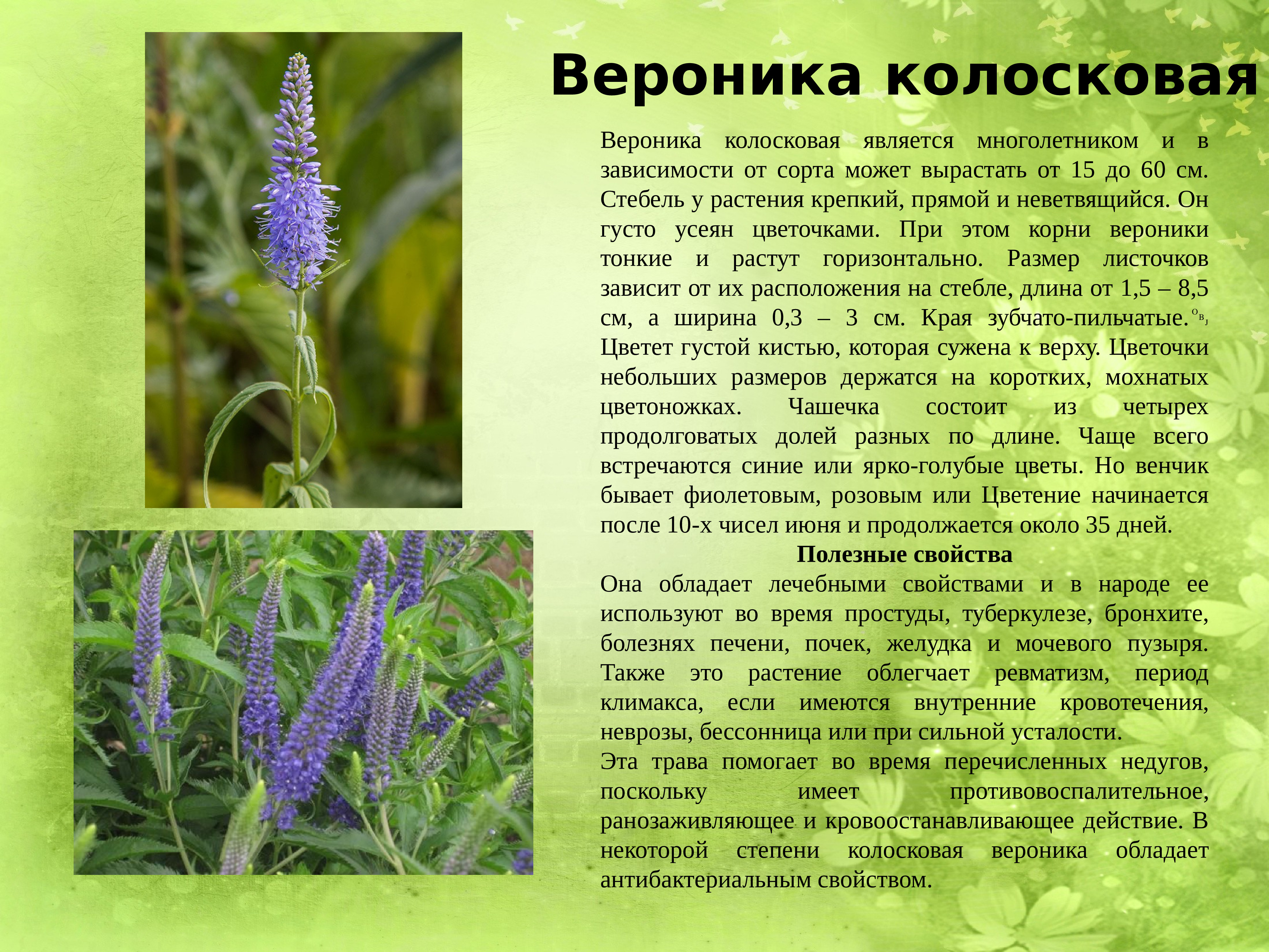 Лекарственные растения вологодской области фото и описание
