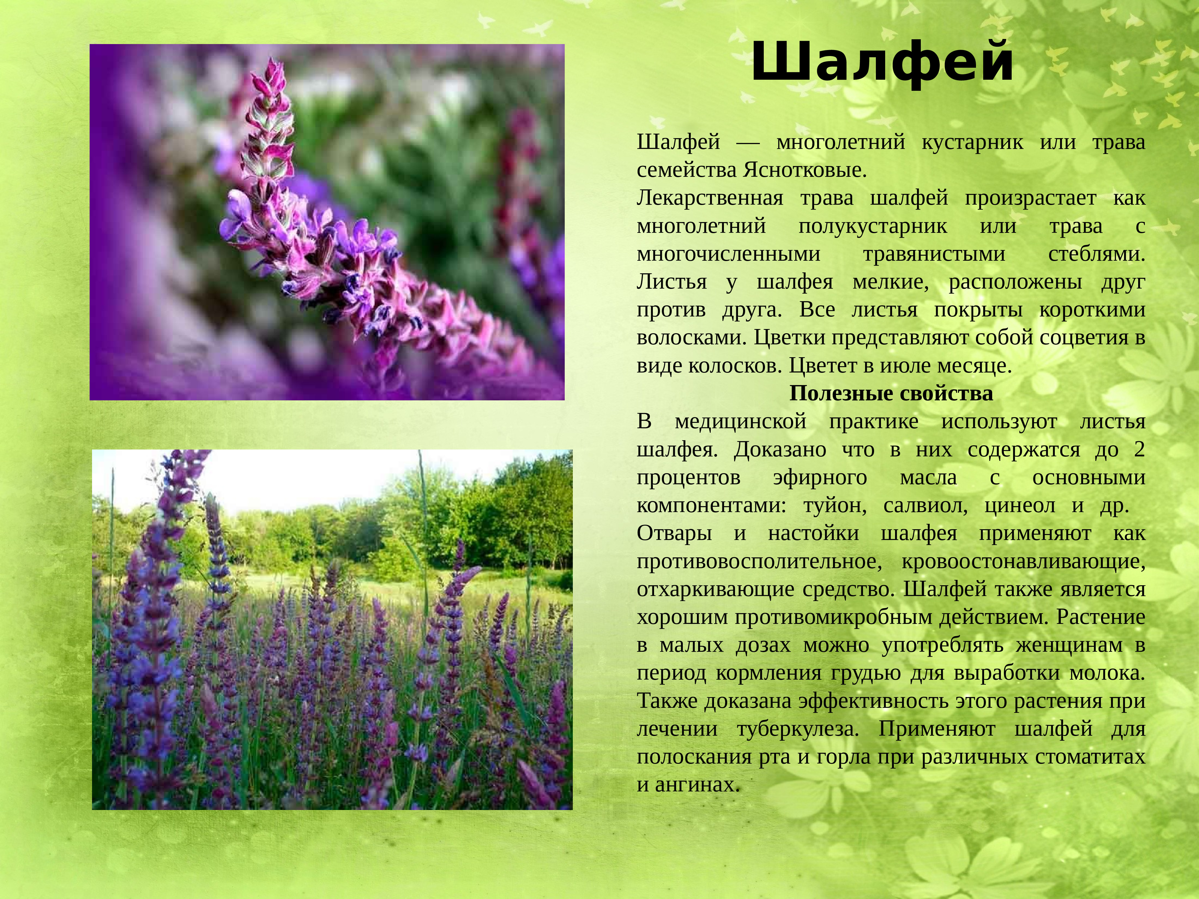 Лечебные травы россии с фото и описанием