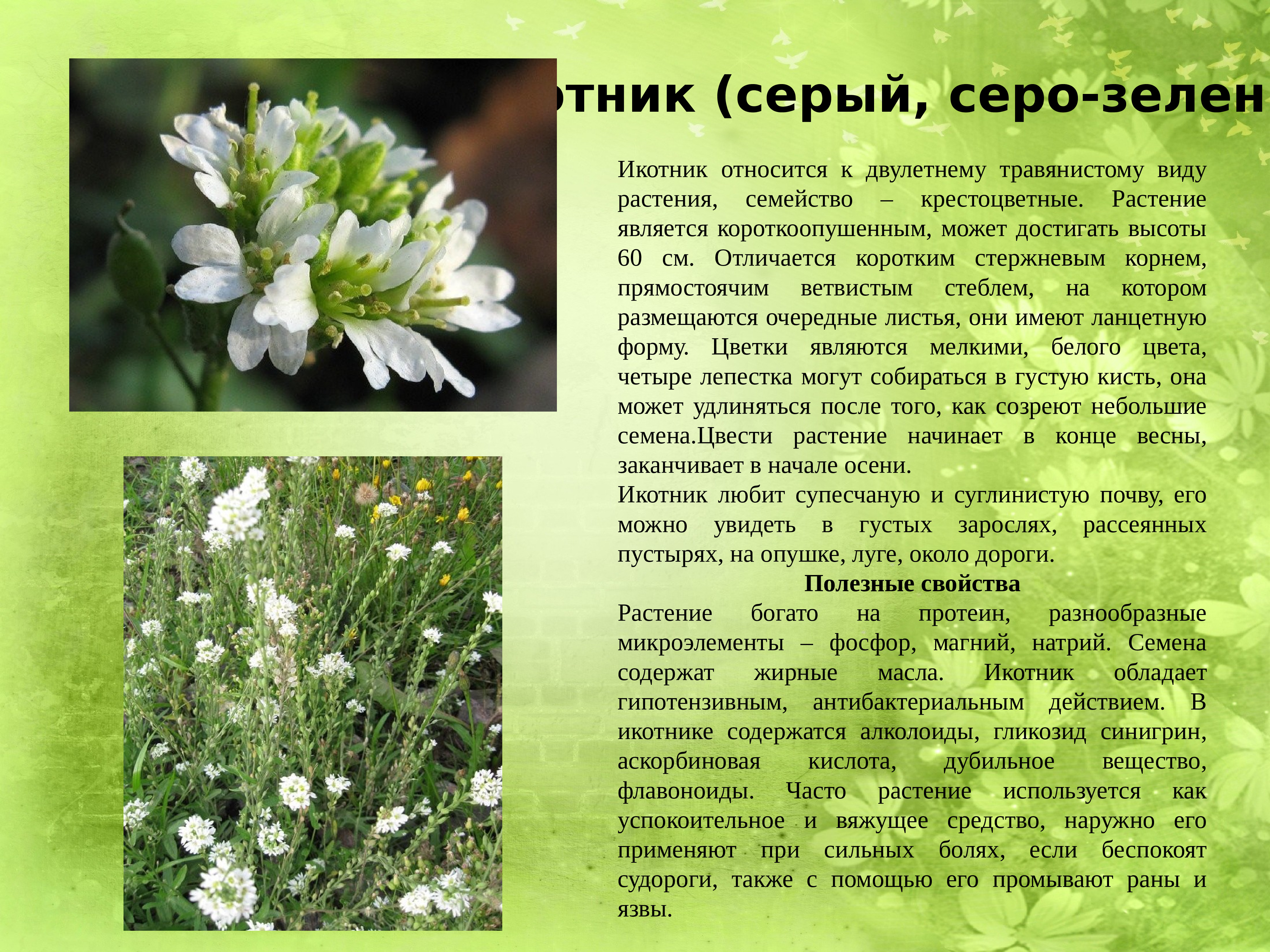 растение гулявник лекарственный. лекарственные растения крестоцветных. гулявник лекарственный семейство крестоцветные. лекарственные растения семейства крестоцветных. крестоцветные лекарственные травы.