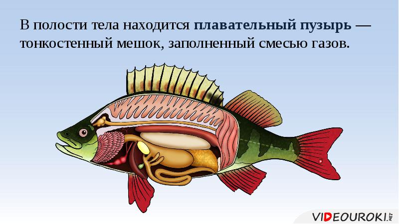 Есть ли плавательный пузырь у костных рыб. Плавательный пузырь у рыб. Воздушный пузырь у рыб. Строение плавательного пузыря у рыб. Воздушный мешок у рыб.