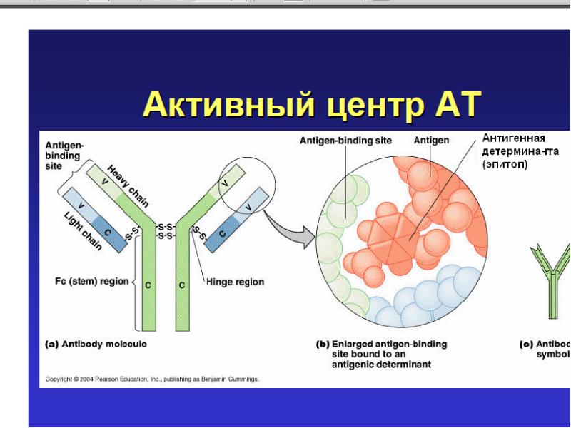 Антигенные детерминанты. Иммуногенетика. Иммуногенетика изучает. Иммуногенетика картинки.