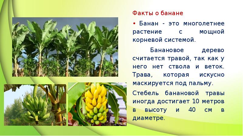 Презентация про бананы