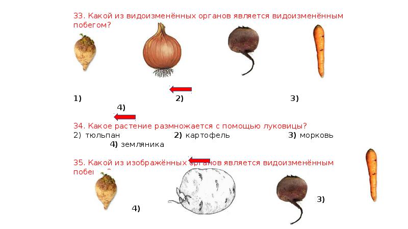 Какая картинка в каждом ряду лишняя лиса лампочка картофель лук ответы