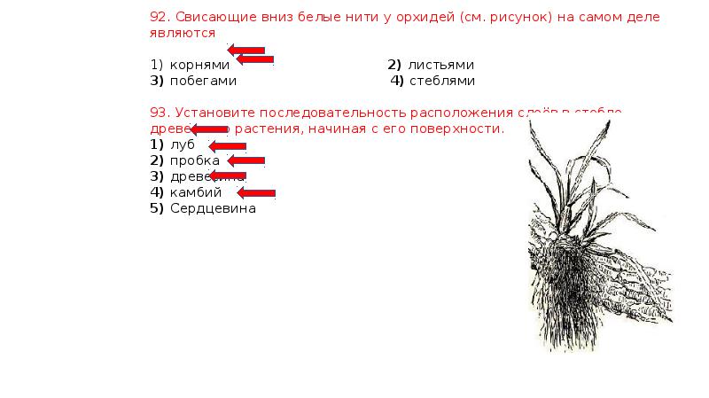 Установите последовательность расположения. Свисающие вниз белые нити у орхидей на самом деле являются. Свисающие вниз белые нити у орхидей см рисунок на самом деле являются. Корни нити у орхидей на самом деле являются. Свисающие белые нити у орхидеи это.