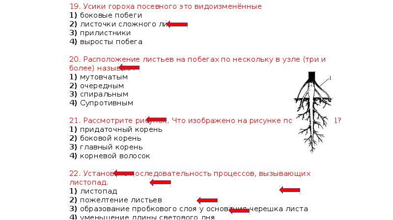 Ответы видны. Усики у гороха это видоизмененные боковые побеги. Усики гороха посевного это видоизмененные листочки сложного листа. Усики гороха посевного это видоизменённые прилистники. Усики гороха посевного это видоизменённые боковые побеги.