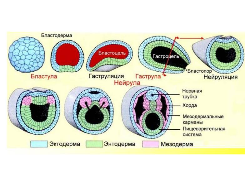 Эмбриогенез презентация 10 класс профильный уровень