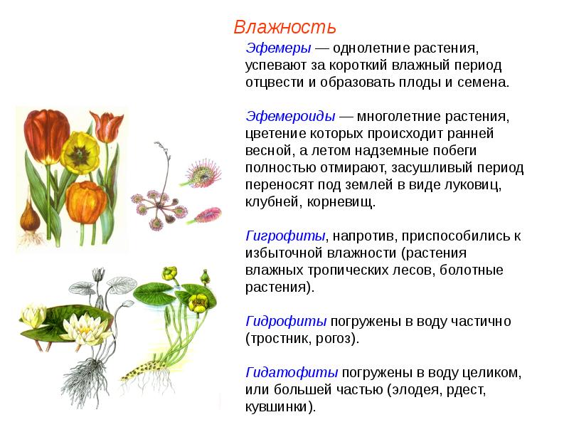 Растения пименов презентация