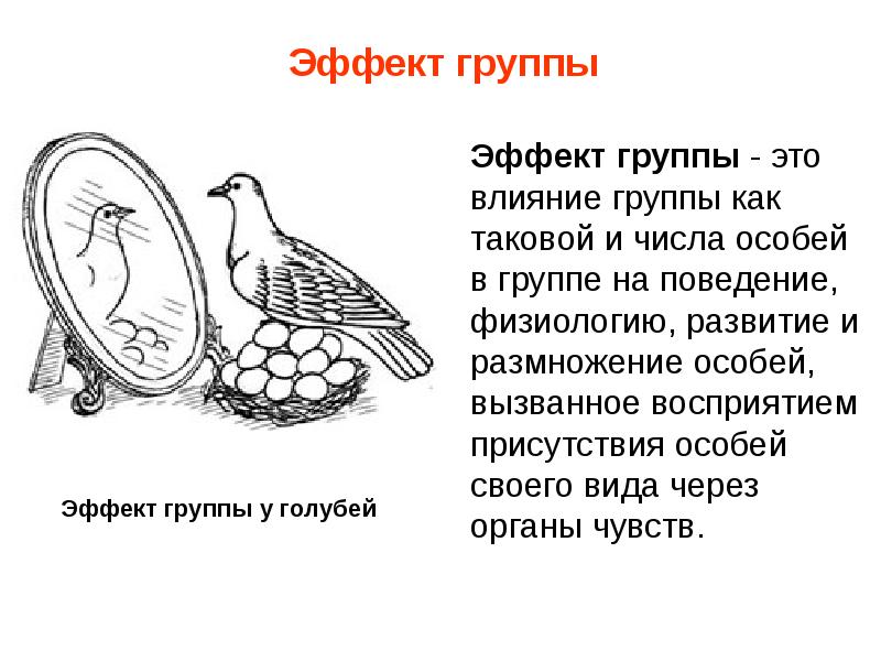 Эффект мы и они. Групповые эффекты примеры. Для эффекта группы характерно. Эффект мы и они в психологии. Эффект группы популяции.