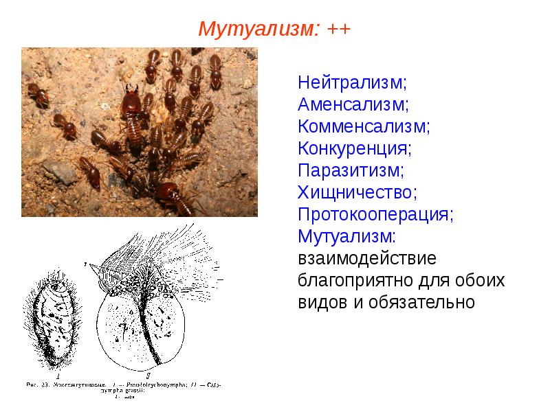 Комменсализм и аменсализм. Мутуализм комменсализм аменсализм. Мутуализм нейтрализм конкуренция. Мутуализм и нейтрализм. Нейтрализм аменсализм комменсализм.